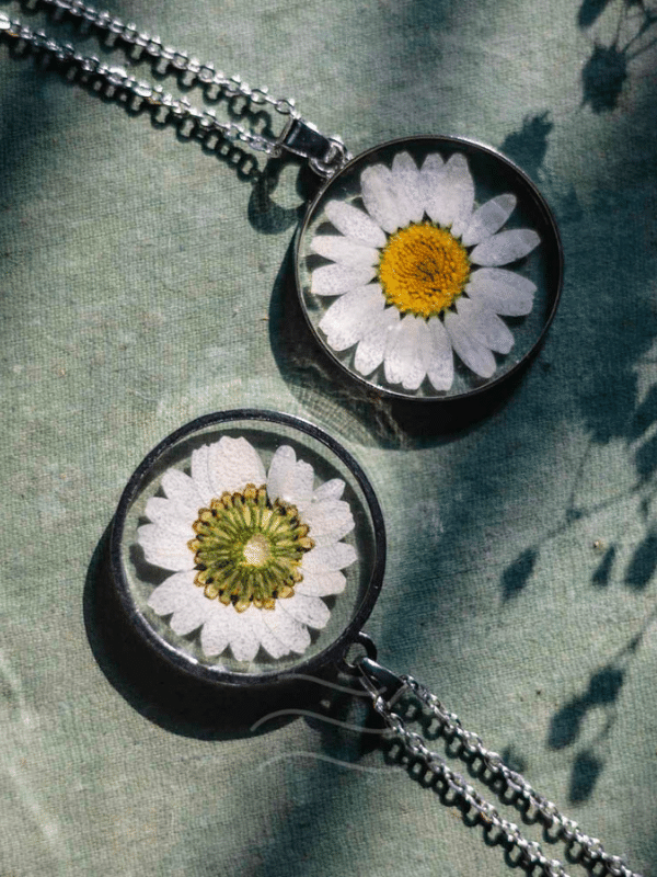Amara - The Eternal Daisy
