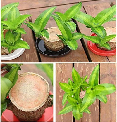 Imported Brazilian Lucky Wood – Mini Home Décor Plant