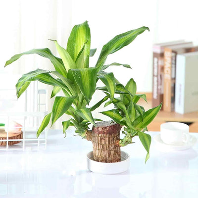 Imported Brazilian Lucky Wood – Mini Home Décor Plant