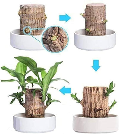 Imported Brazilian Lucky Wood – Mini Home Décor Plant