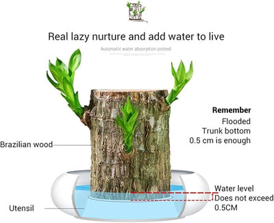 Imported Brazilian Lucky Wood – Mini Home Décor Plant
