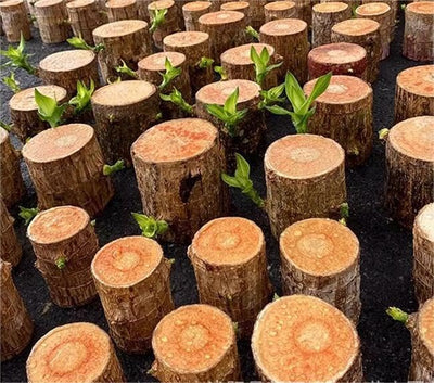 Imported Brazilian Lucky Wood – Mini Home Décor Plant