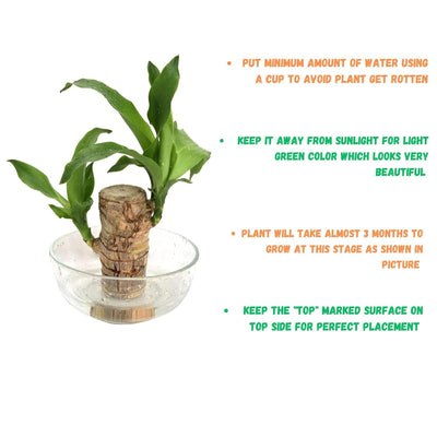 Imported Brazilian Lucky Wood – Mini Home Décor Plant