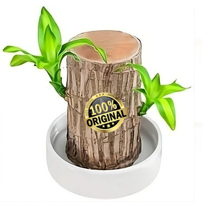 Imported Brazilian Lucky Wood – Mini Home Décor Plant