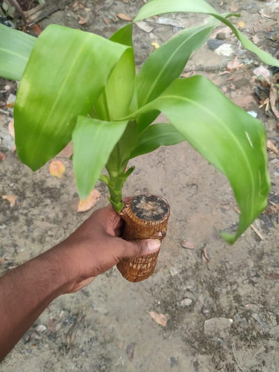Imported Brazilian Lucky Wood – Mini Home Décor Plant