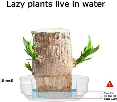 Imported Brazilian Lucky Wood – Mini Home Décor Plant