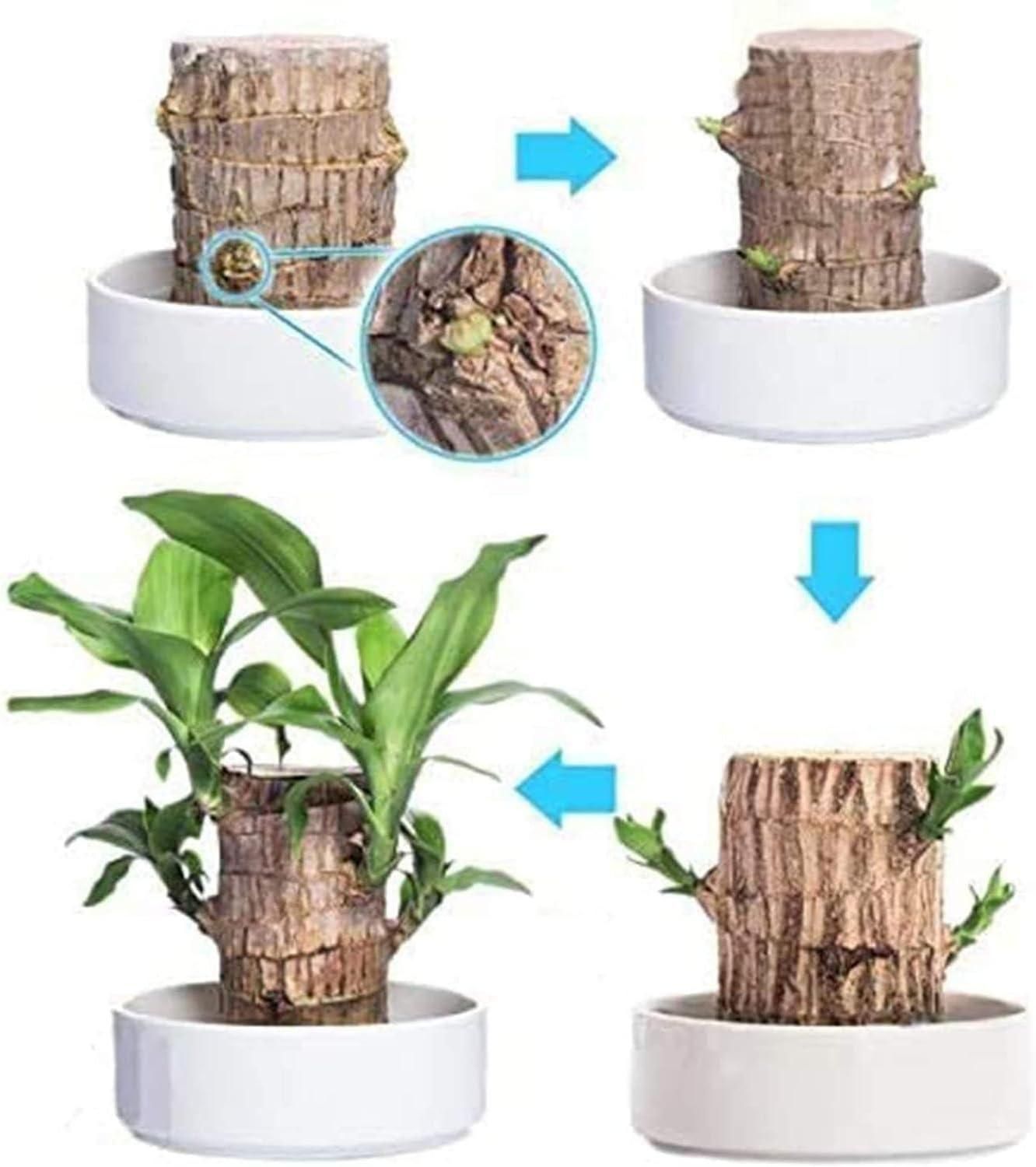 Imported Brazilian Lucky Wood – Mini Home Décor Plant