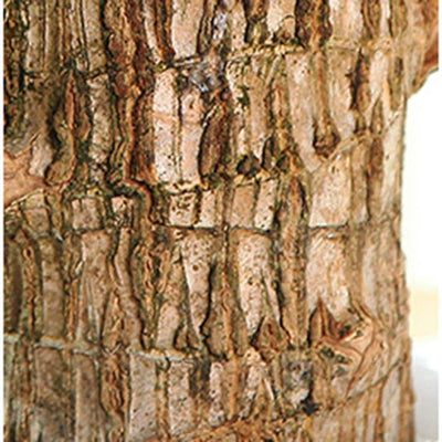 Imported Brazilian Lucky Wood – Mini Home Décor Plant