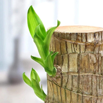 Imported Brazilian Lucky Wood – Mini Home Décor Plant