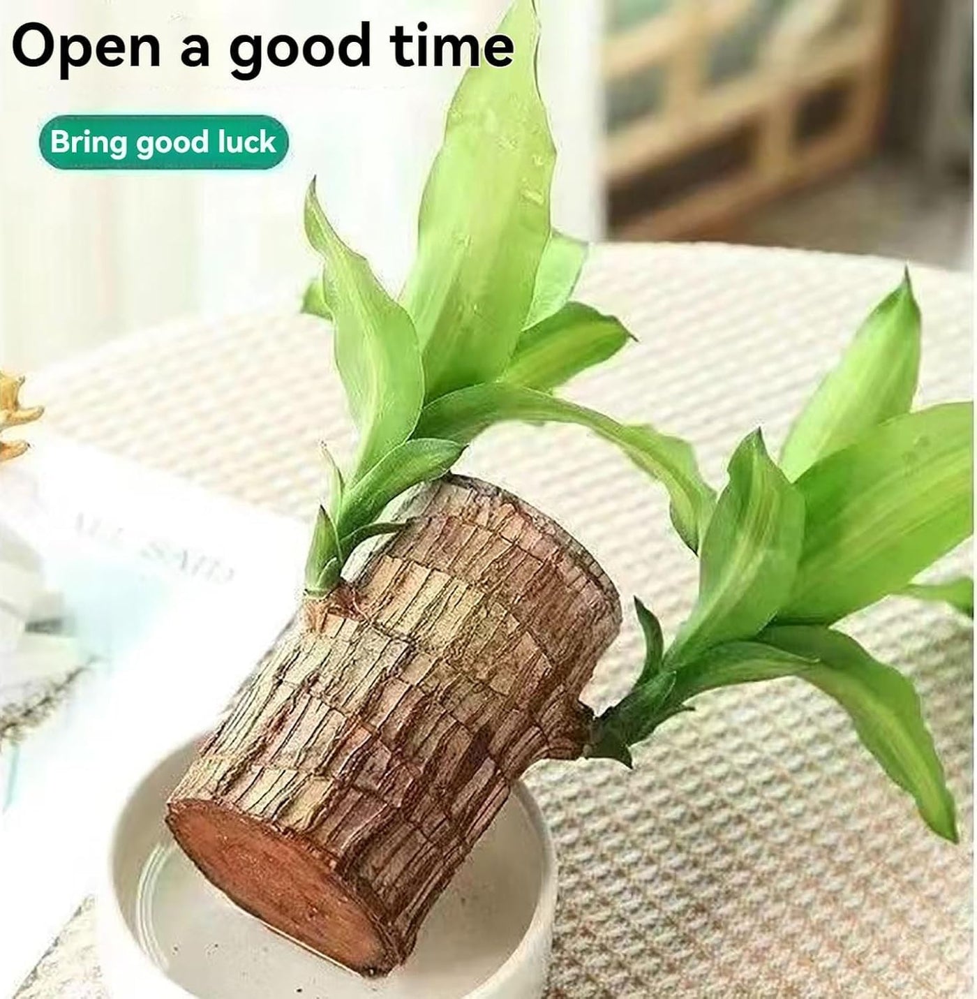 Imported Brazilian Lucky Wood – Mini Home Décor Plant